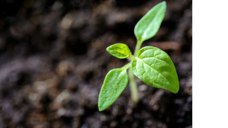 Where Growth Begins