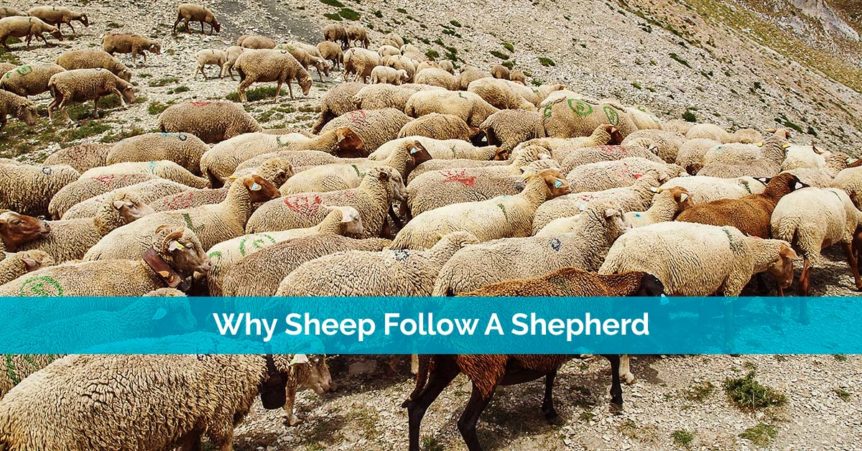Why Sheep Follow A Shepherd