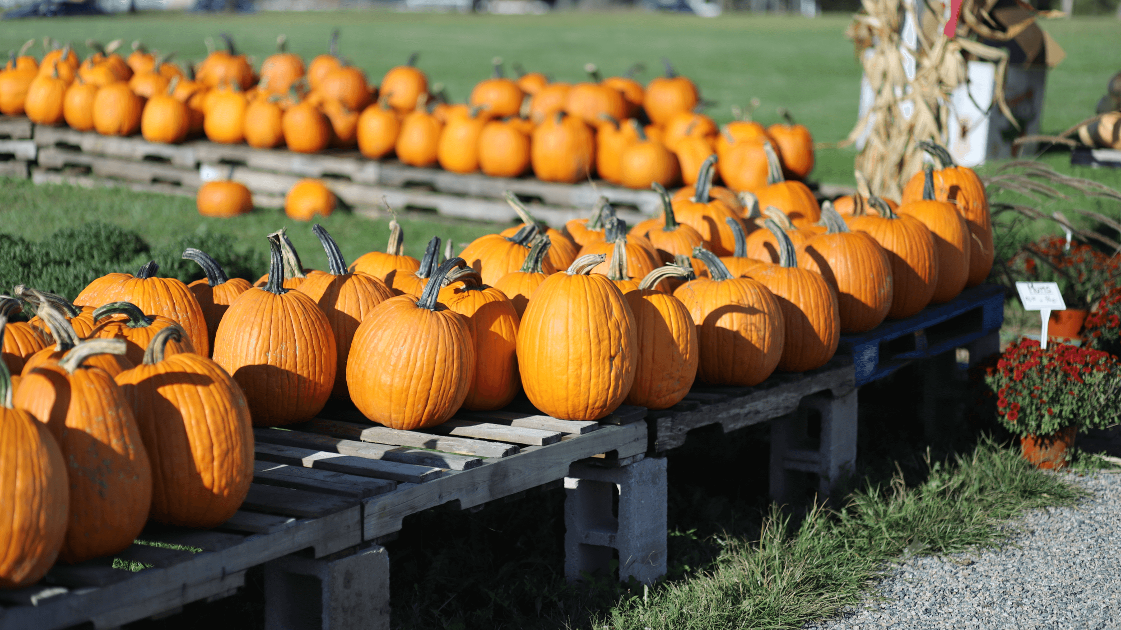 88 Fun And Creative Fall Festival Ideas For Your Church REACHRIGHT